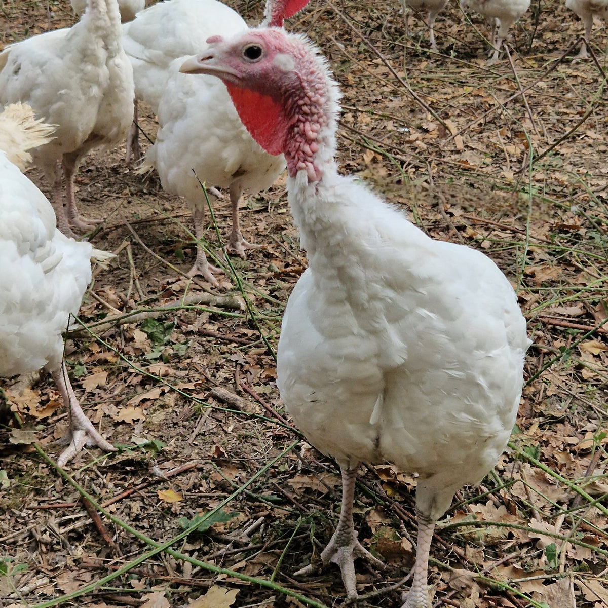 White Free Range Turkey Crown