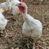 White Free Range Turkey Crown