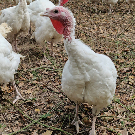 White Free Range Turkey Crown