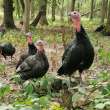 Bronze Free Range Turkey Crown