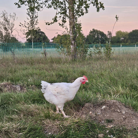 Large Christmas Free Range Roasting Chicken (Bank Farm Black Label)